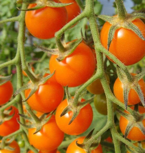 Orange cherry tomatoes on the vine.