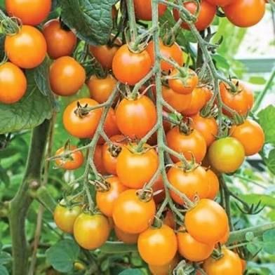 Orange cherry tomatoes on the vine, growing outdoors.