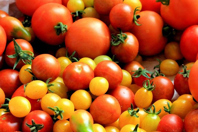 A pile of red and yellow tomatoes on a table