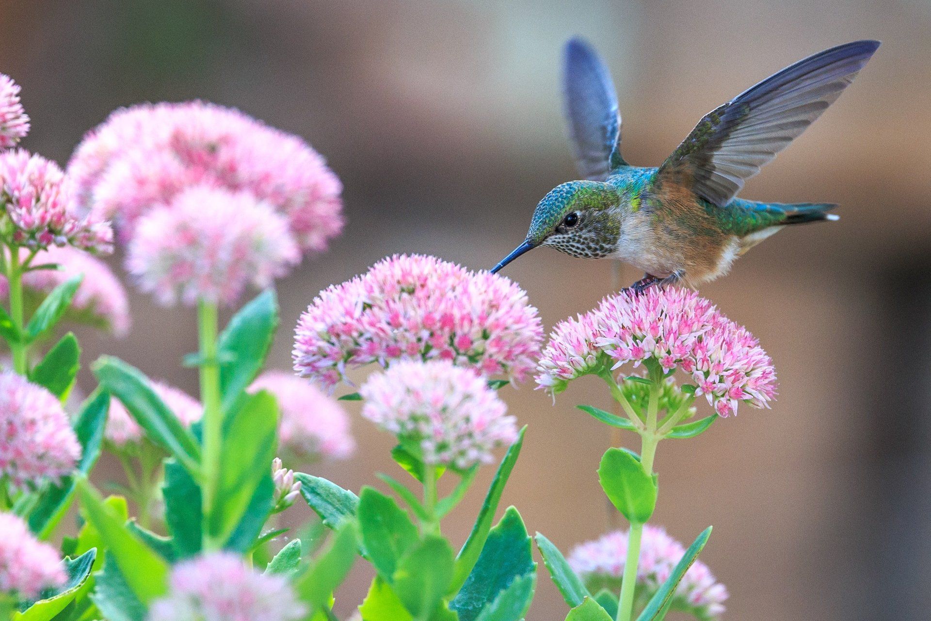 hummingbird on flower at funeral home in Kingston