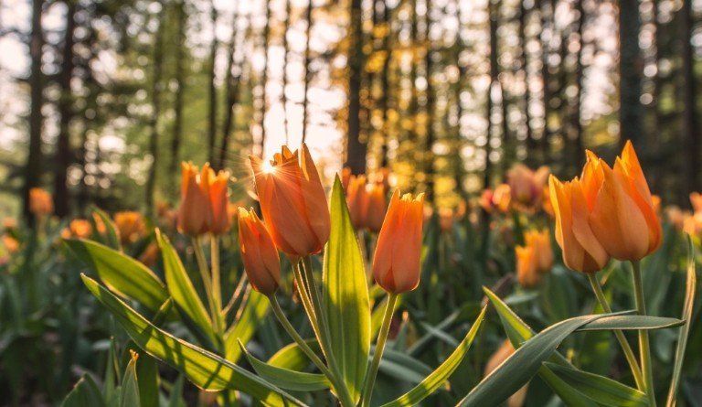 orange tulips outside funeral home in kingston