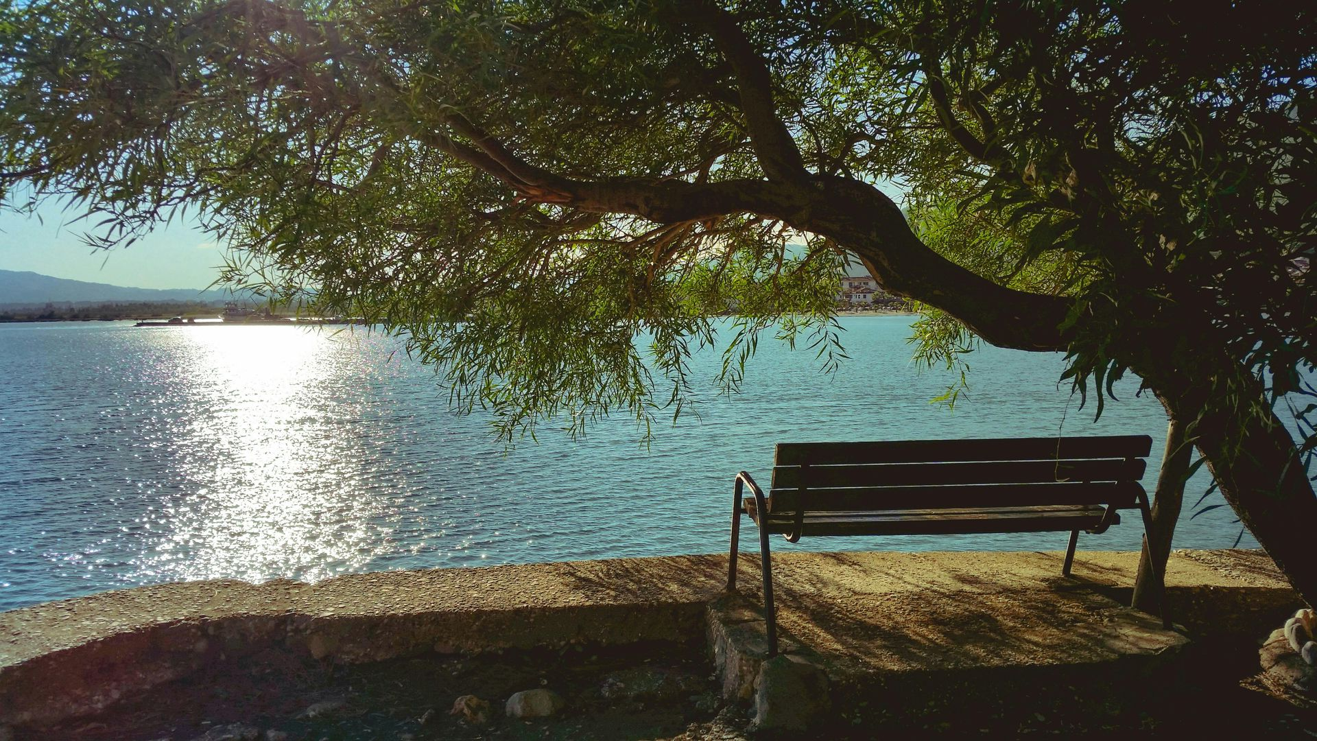 Bench under tree overlooking shimmering water. Sunny day.