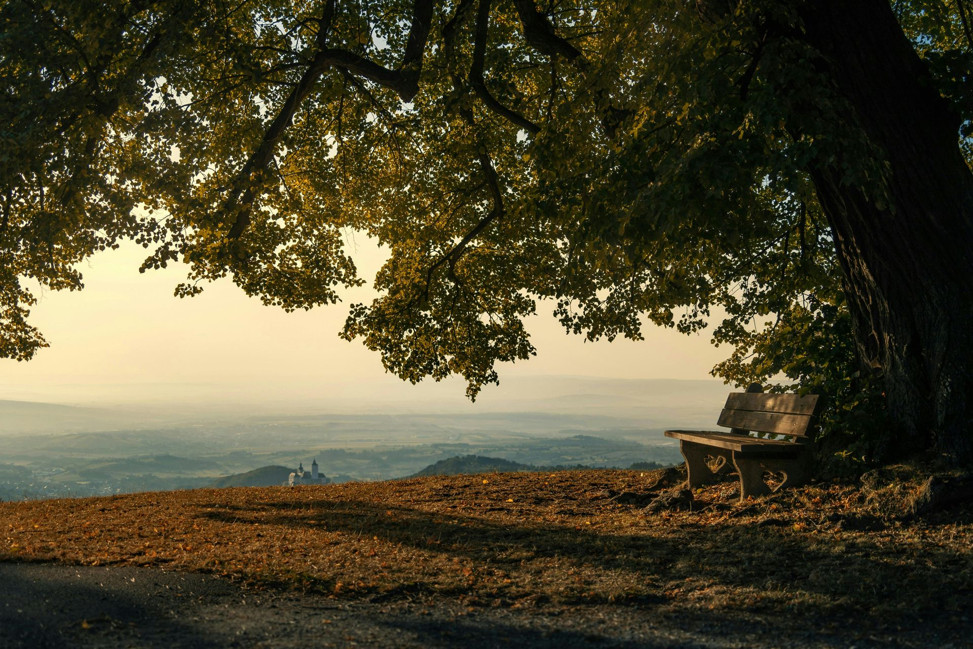 Bench under tree overlooking shimmering water. Sunny day.