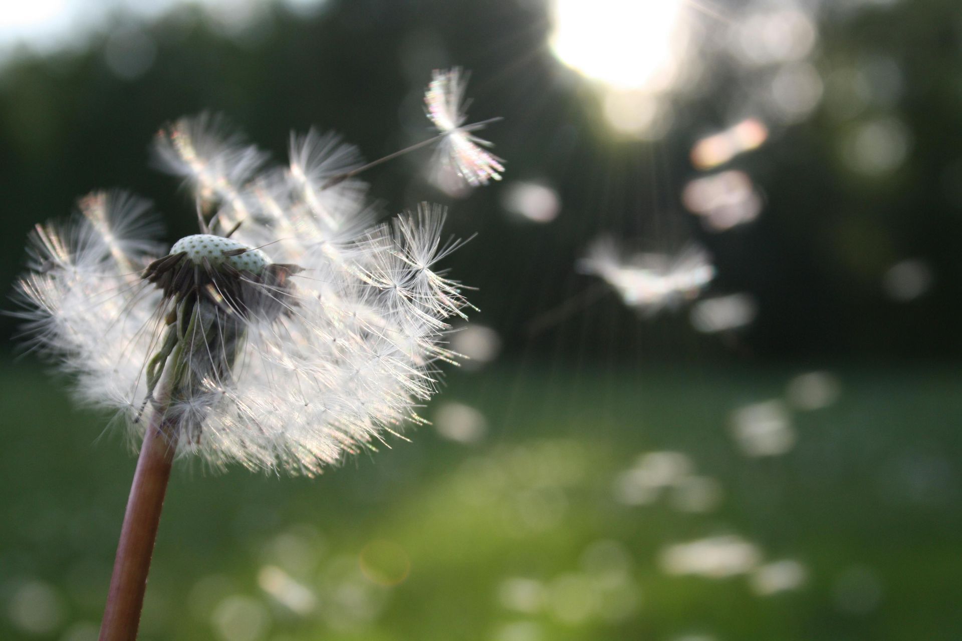 Dandelion with seeds blowing in the wind, sunlit with a blurred green background.