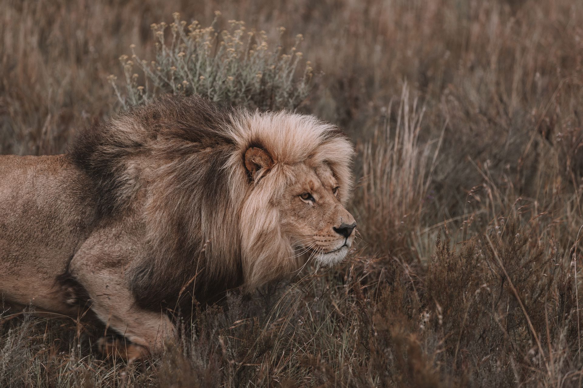 Male lion with dark mane walks through tall, dry grass.