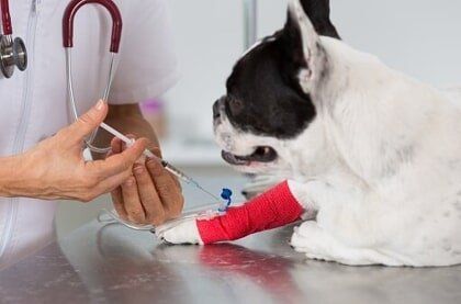 Dog Care — Grand Terrace, CA — Animal Emergency Clinic