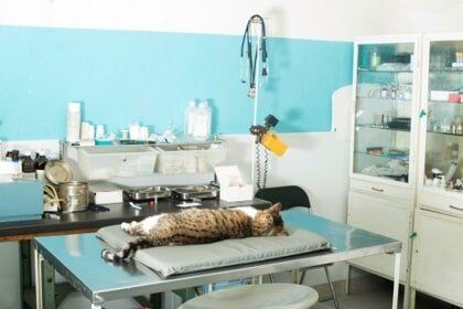 Surgery — Grand Terrace, CA — Animal Emergency Clinic