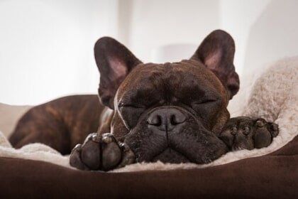 Resting Dog — Grand Terrace, CA — Animal Emergency Clinic