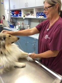 Veterinary Clinic — Grand Terrace, CA — Animal Emergency Clinic