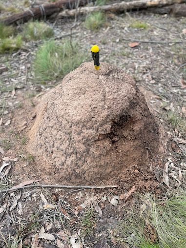 A Rounded Ant Mound in a Grassy, Wooded Area — Pest Storm In Cessnock, NSW