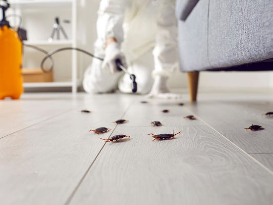 A Pest Control Professional Sprays Insecticide on a Floor — Pest Storm In Lake Macquarie, NSW