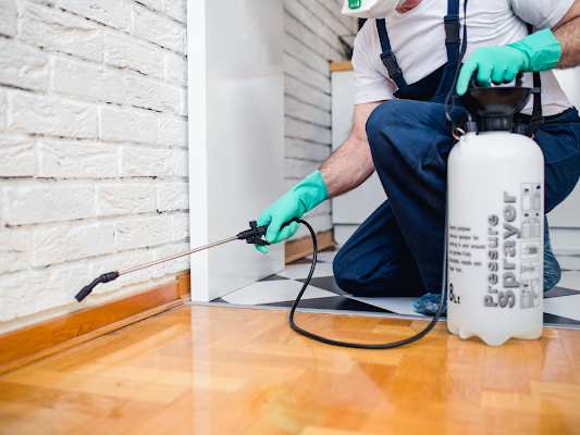 A Professional Worker Spraying Insecticide Along a Baseboard in a Home — Pest Storm In Newcastle, NSW