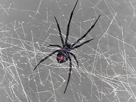 A Spider Resting on Its Silk Web — Pest Storm In Newcastle, NSW
