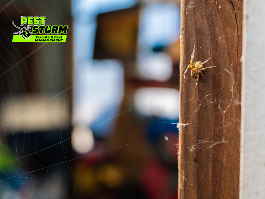 A Small Spider Resting on a Wooden Door — Pest Storm In Lake Macquarie, NSW