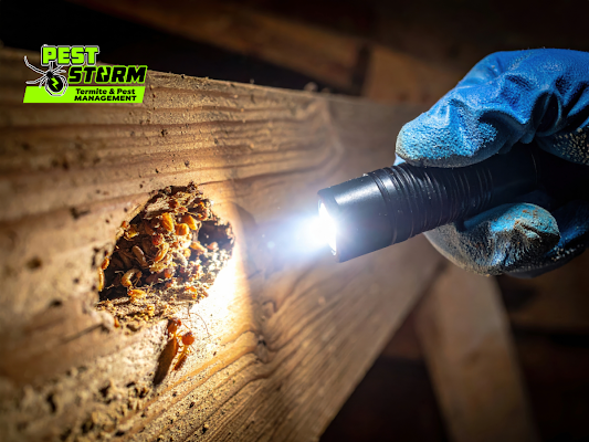 A Person Uses a Flashlight to Inspect a Termite-infested Wooden Beam — Pest Storm In Lake Macquarie, NSW