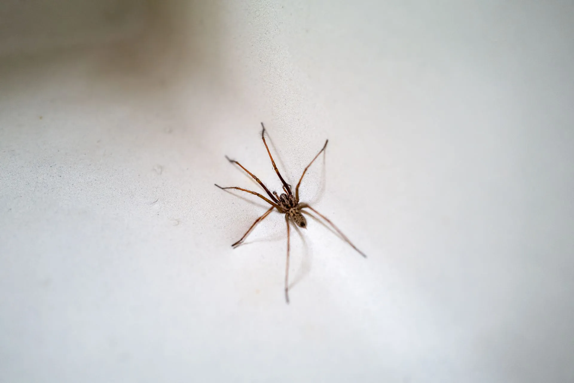 A Brown House Spider Standing on a Plain White Surface — Pest Storm In Summerland Point, NSW