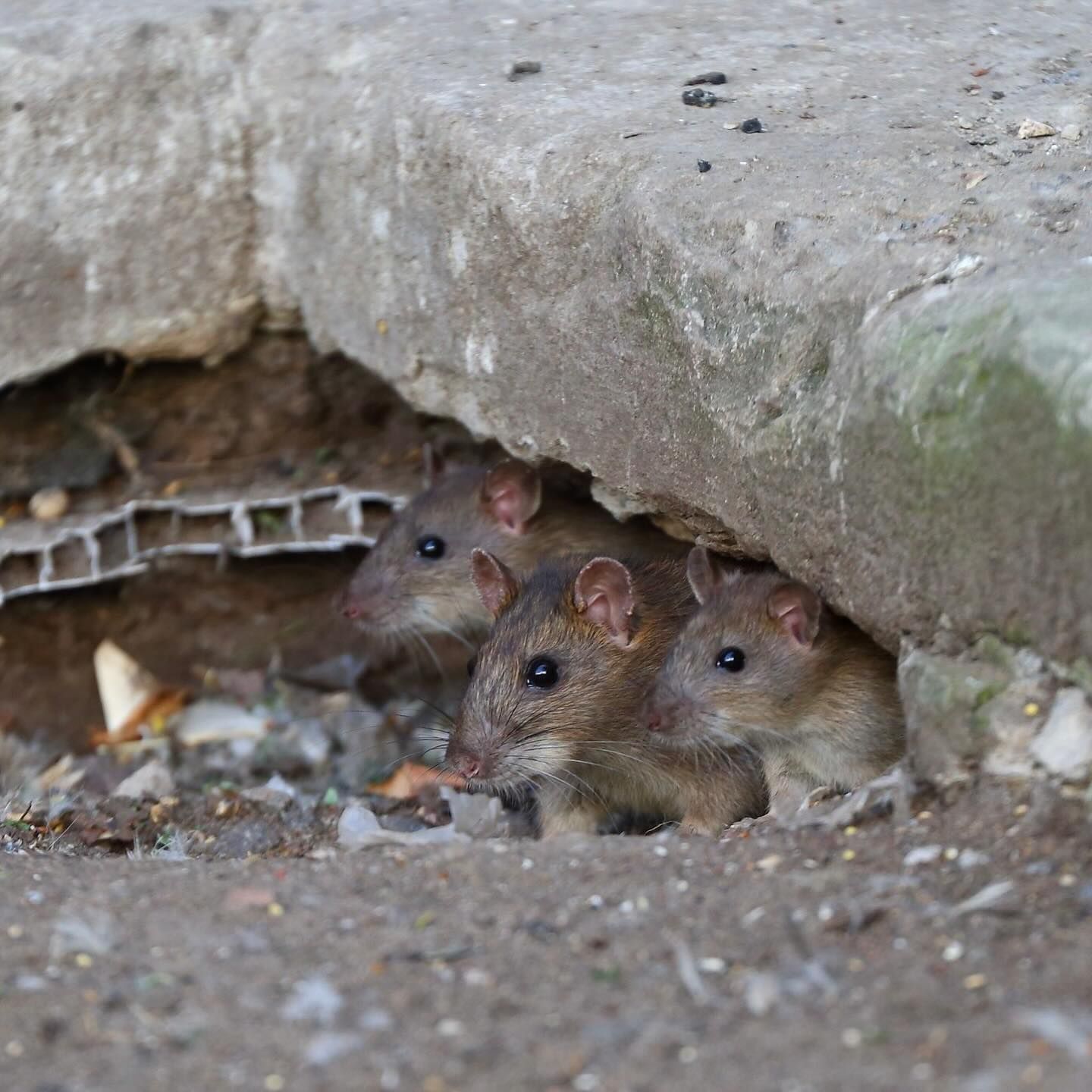 Three Rats Peeking Out From Underneath a Concrete Ledge — Pest Storm In Lake Macquarie, NSW
