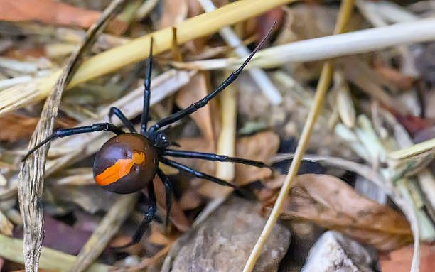 A Shiny Black Widow Spider With a Distinct Orange Stripe — Pest Storm In Summerland Point, NSW