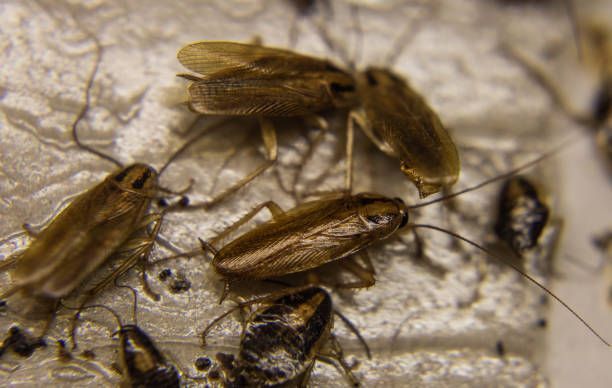Cockroaches on a Textured Surface — Pest Storm In Summerland Point, NSW