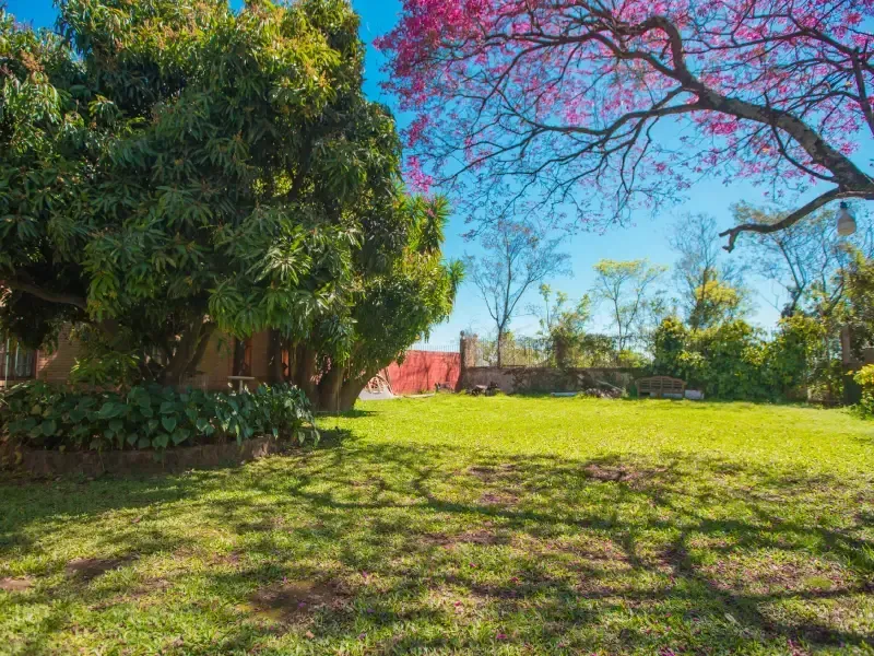 Gramado verdejante com árvores grandes, uma delas florida de cor rosa, sob um céu azul brilhante.