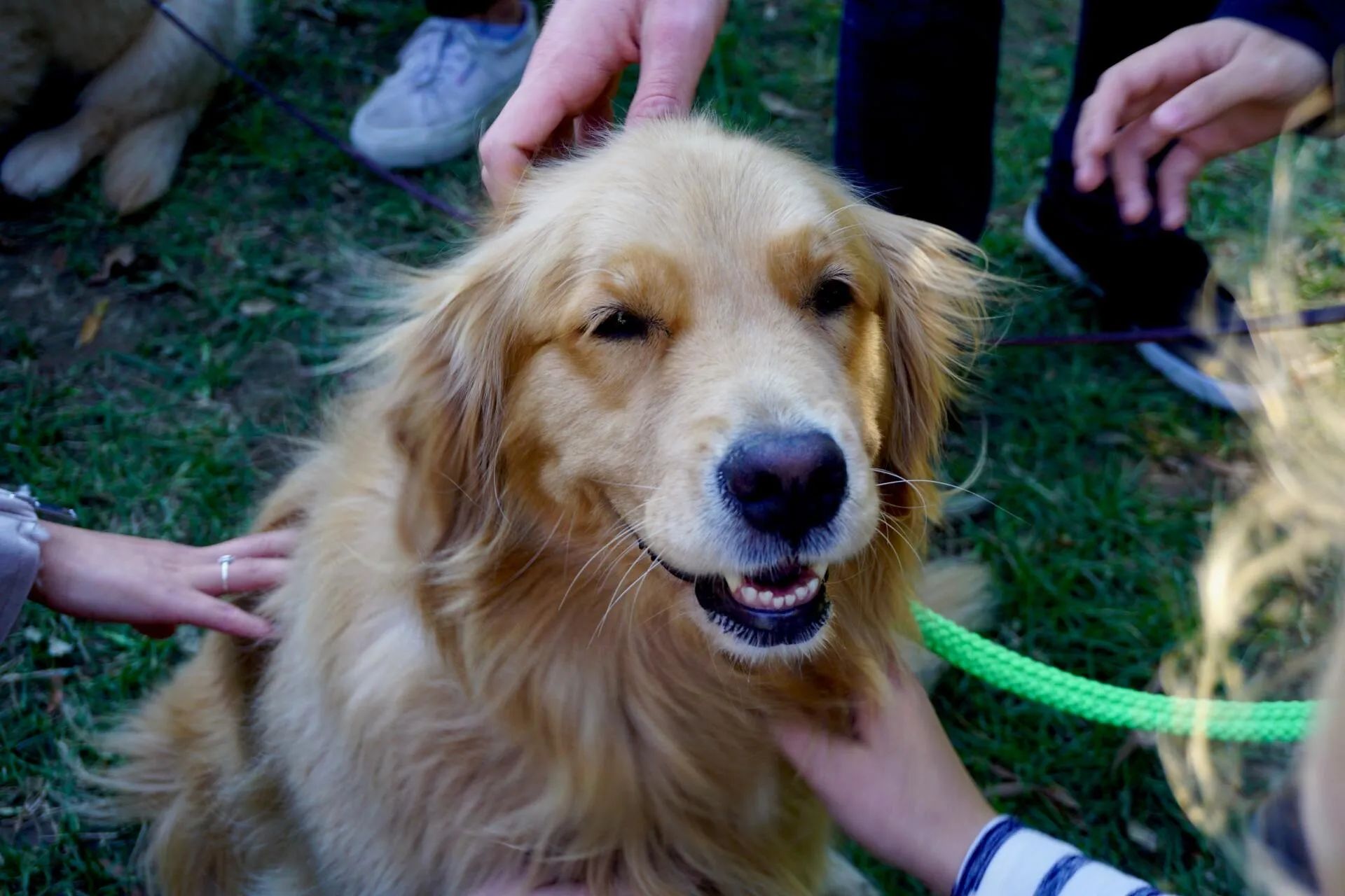 Golden retriever being petted by several people, sitting on grass, smiling.
