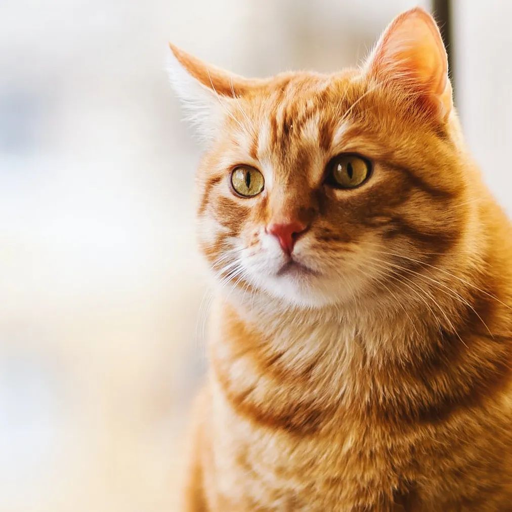 Orange tabby cat with alert expression, looking slightly to the side.