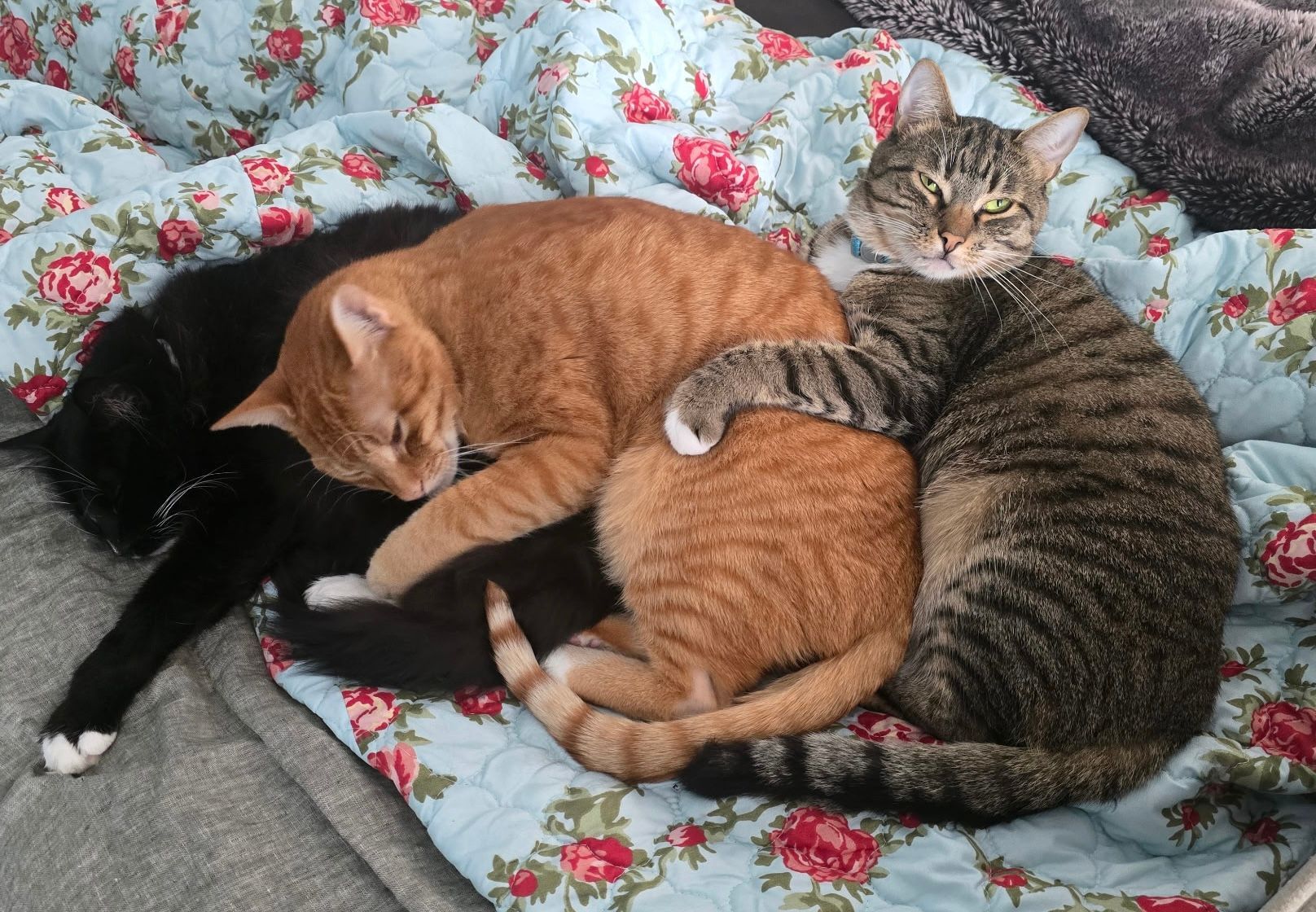 Three cats snuggled together on a floral blanket: black, orange tabby, and gray tabby.