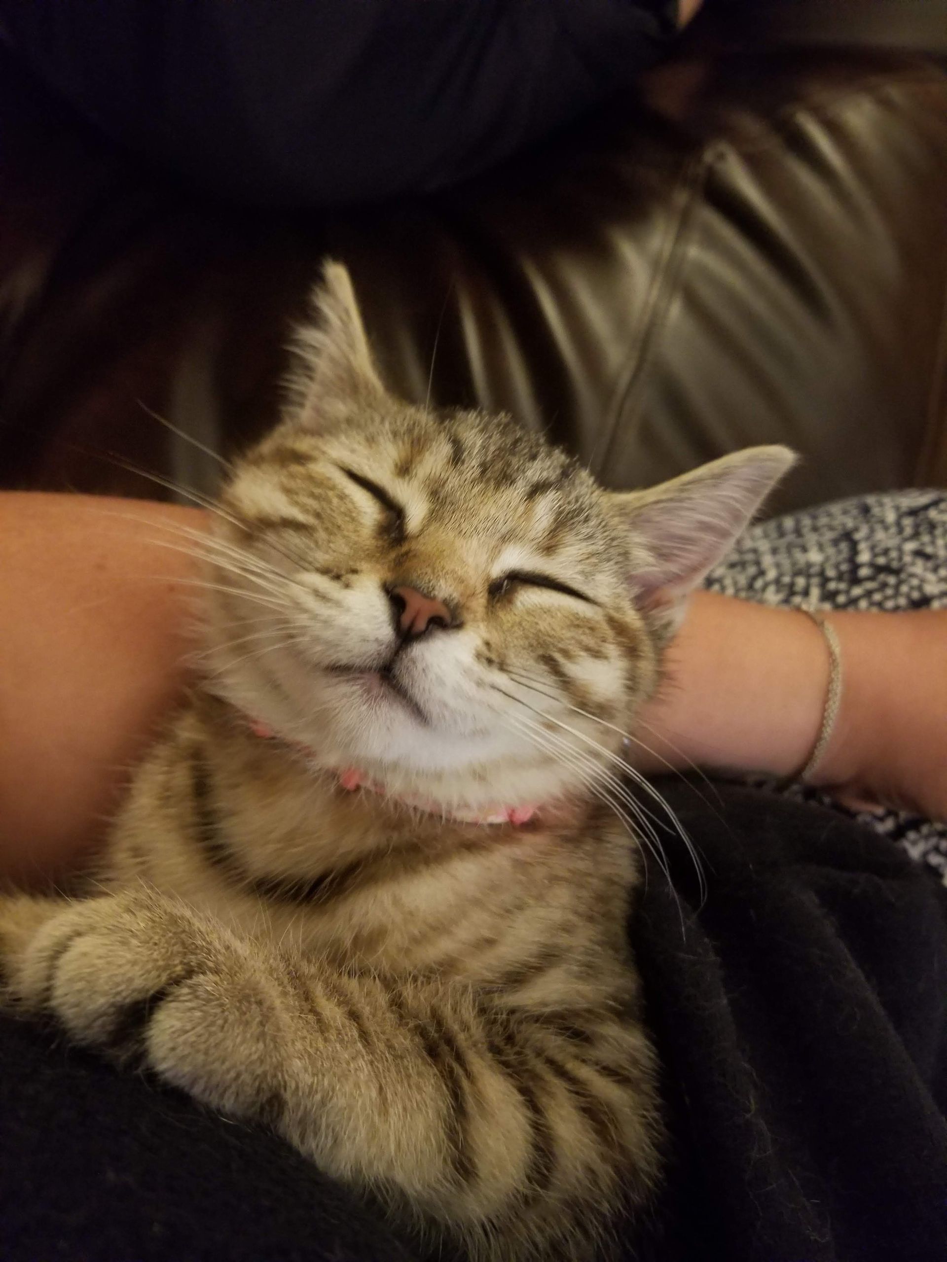 Happy tabby kitten with closed eyes, resting on a person's lap.