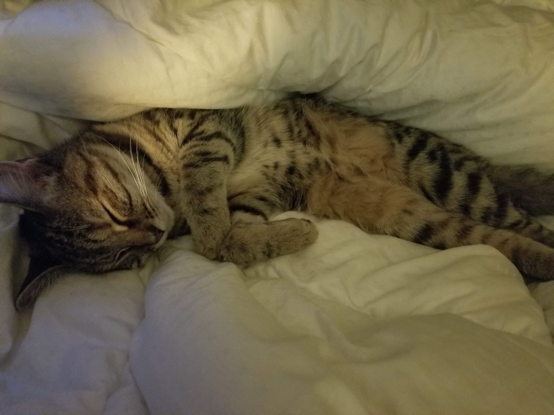 Tan tabby cat sleeping on a white bed, partially under the covers.