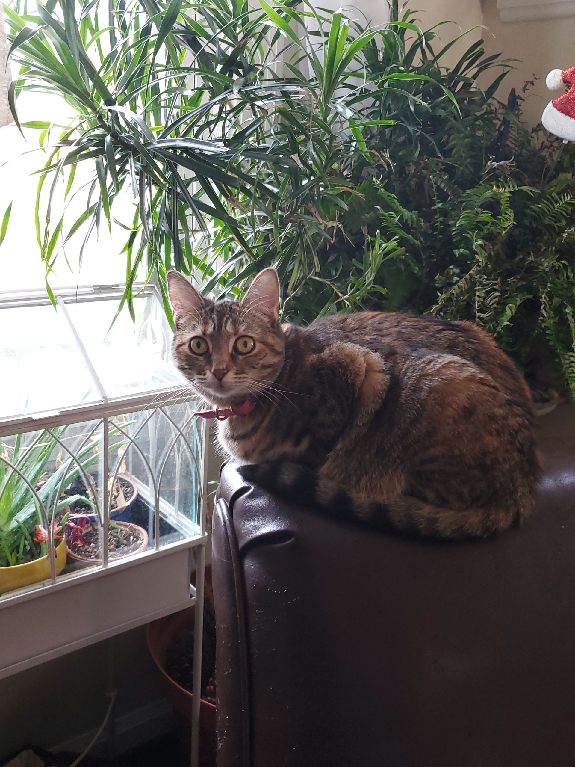 Cat with brown and tan markings, wearing a red collar, sits on a brown couch near a window and plants.