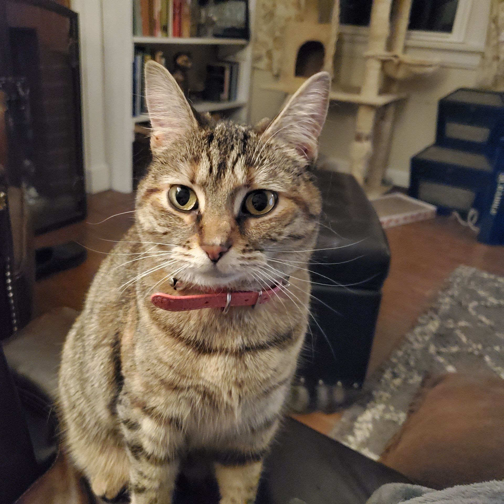 Tabby cat wearing a pink collar looking at the camera indoors, with a bookshelf and cat tree visible.