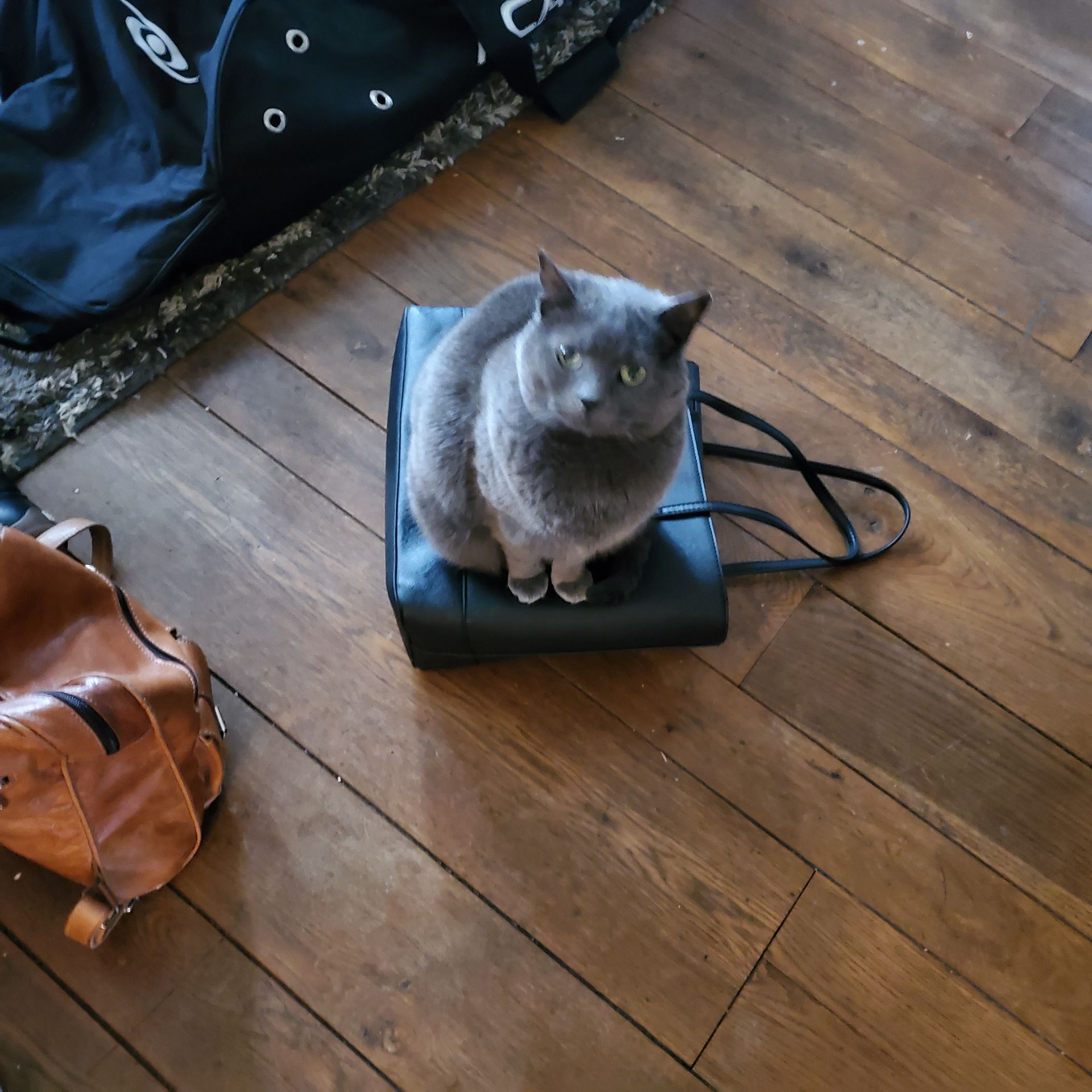 Gray cat sits on a black bag on a wooden floor, looking forward.