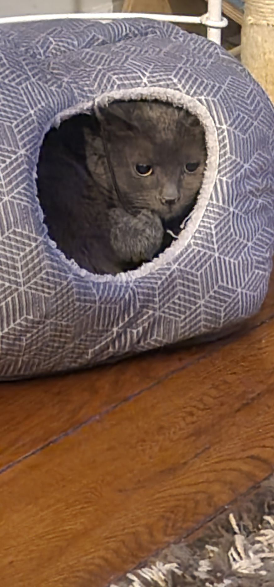 Gray cat nestled in a blue patterned cat bed, looking pensive. Set on a wooden surface.