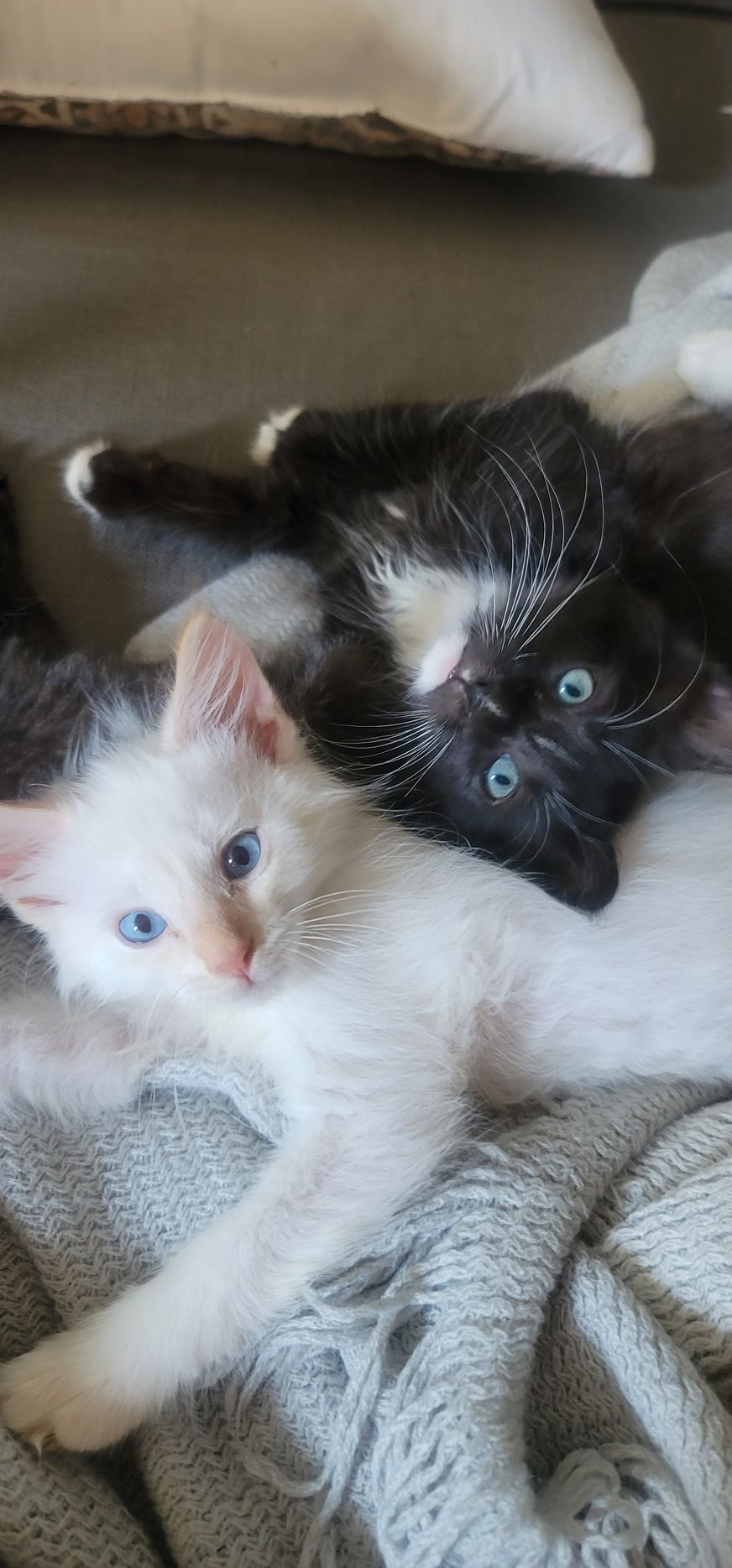 Two kittens, one white and one black, snuggling on a gray blanket. Both have blue eyes.