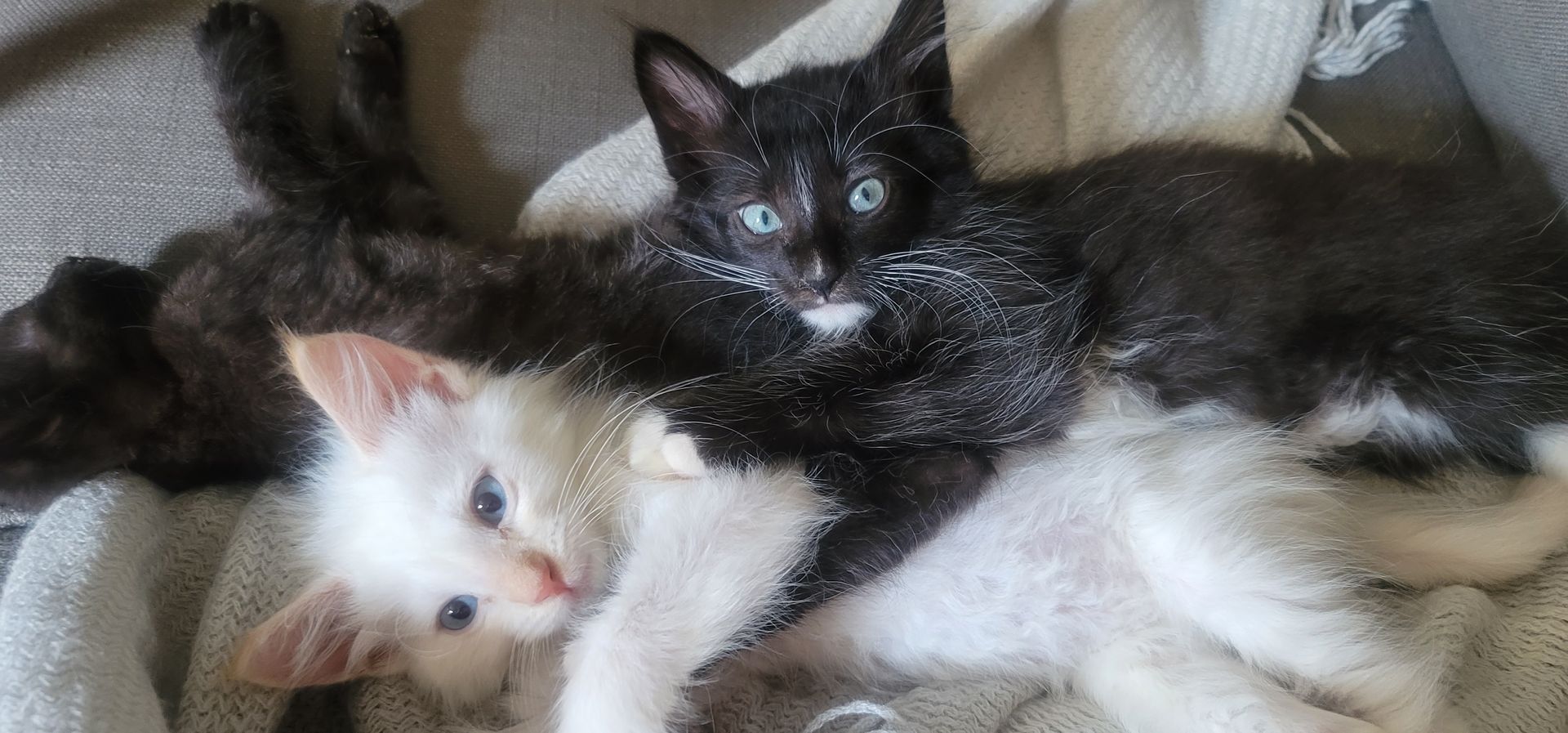 Three kittens snuggled together; one black and two white kittens lying on a gray blanket.