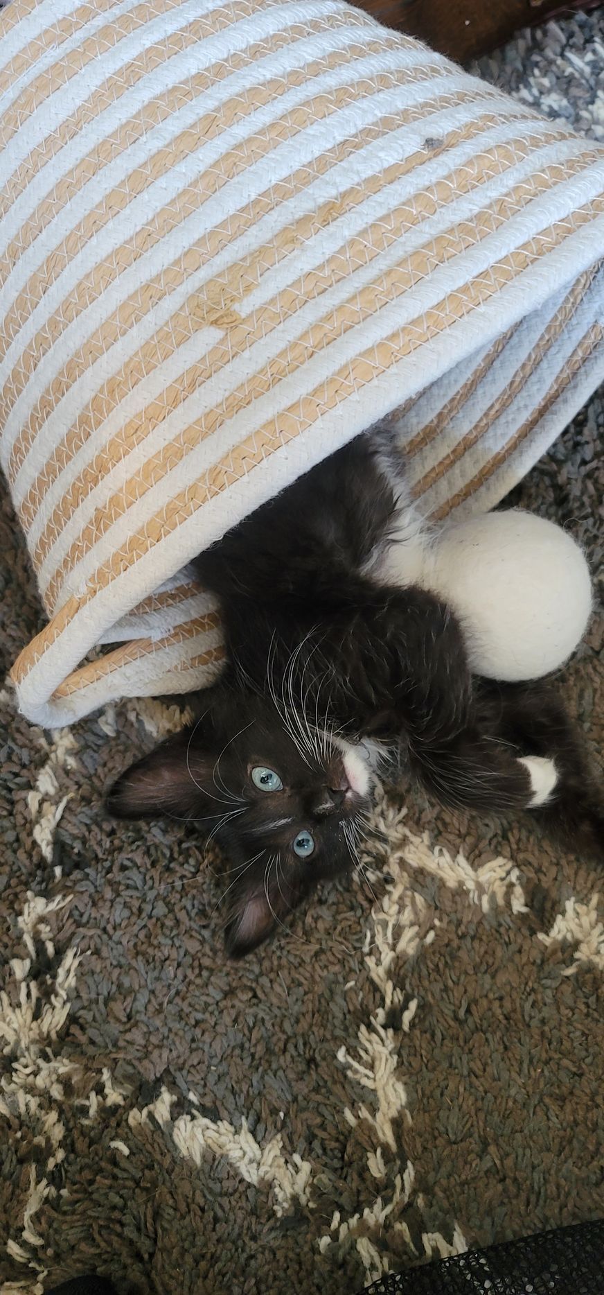 A black and white kitten peeks out from a striped woven basket, lying on a patterned gray rug.