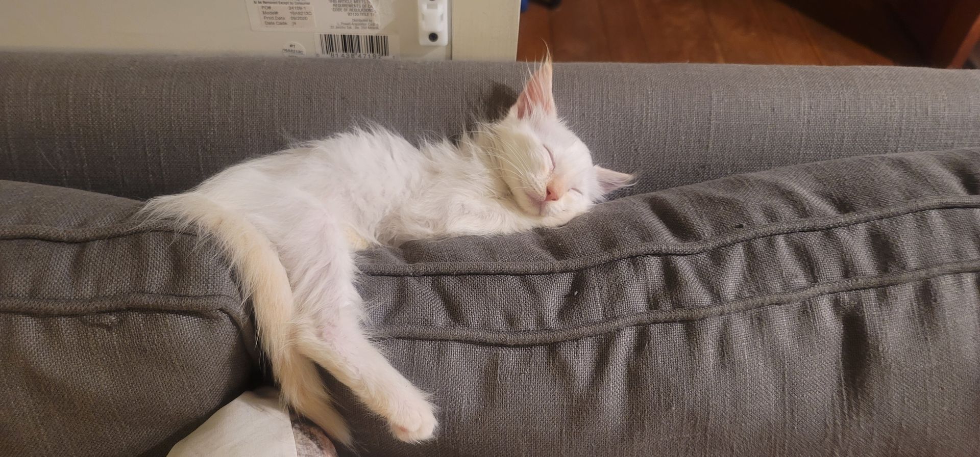 A white cat sleeping on a gray couch.