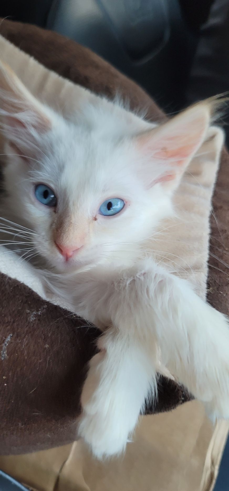 White kitten with blue eyes and pink nose, held in a person's arms.