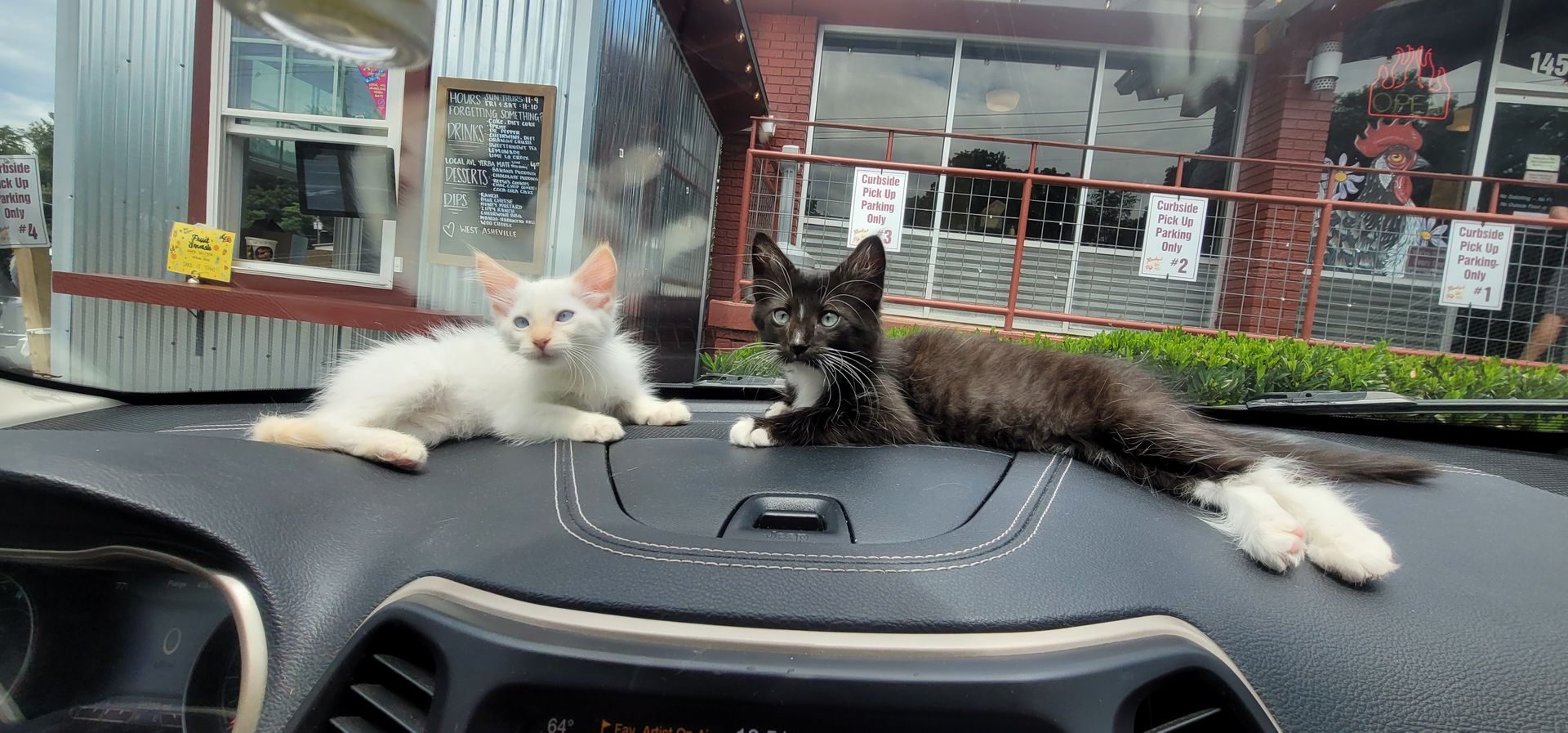 Two kittens on a car dashboard; one white, one black. Storefront in the background.