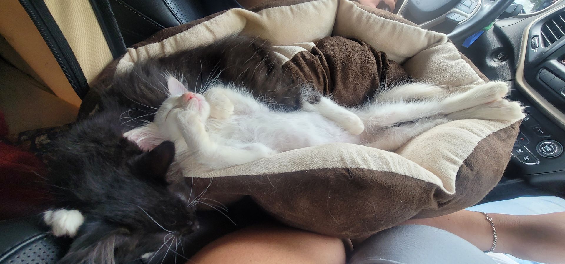 Two cats napping in a bed inside a vehicle. One is white and the other is black.