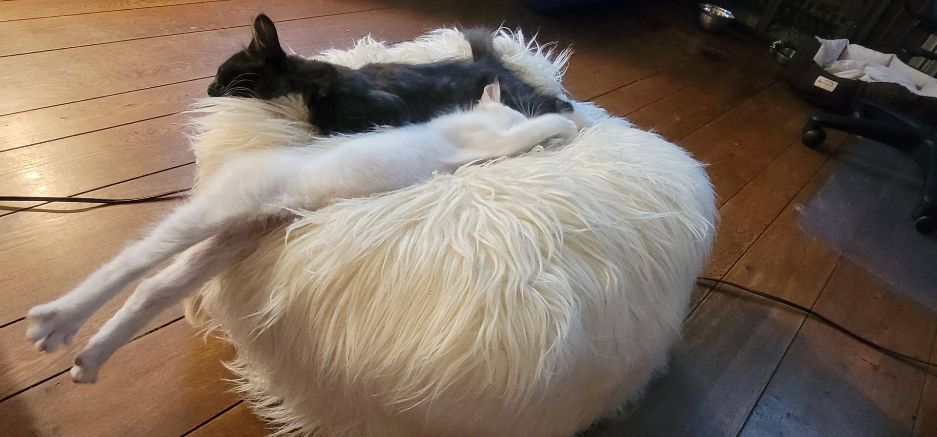 Two cats, one black and one white, resting on a white, fluffy ottoman. The white cat is stretched out.
