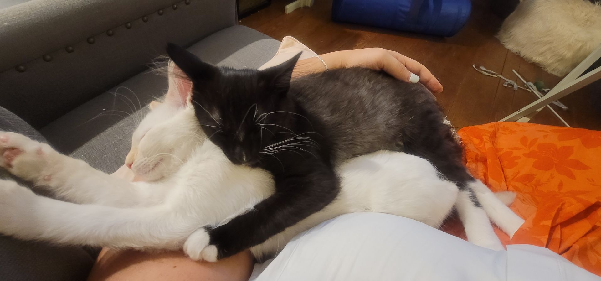 Two cats cuddling on a person's lap. One black cat rests on a white cat, both are relaxed and resting.