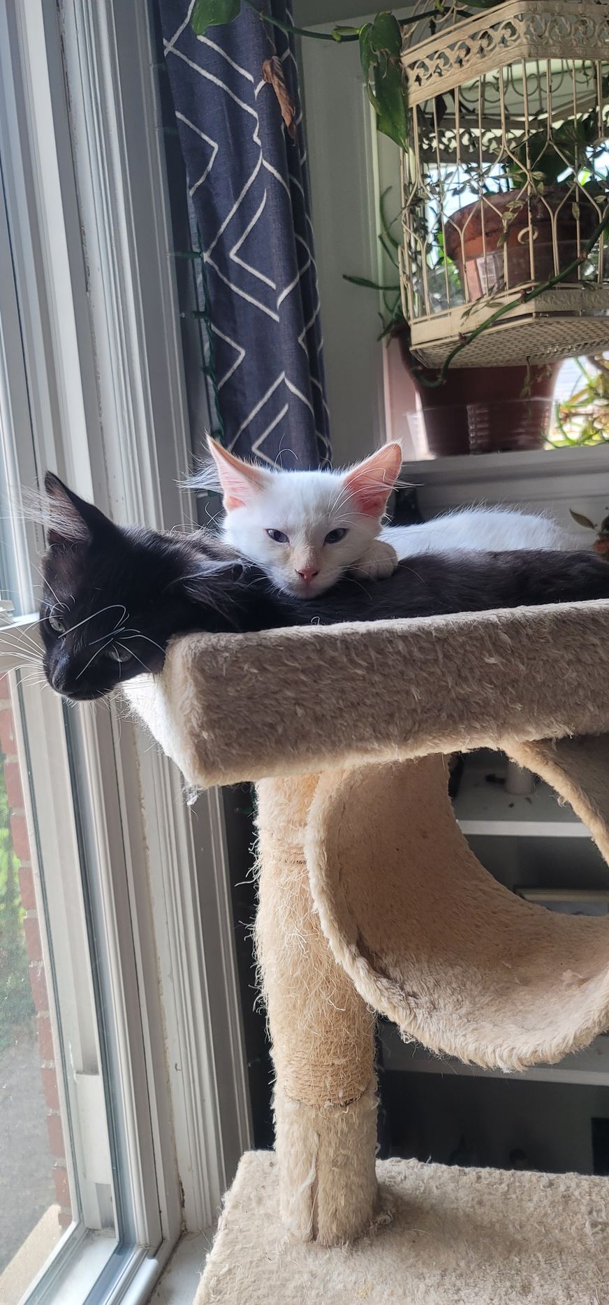 Two kittens, one white and one black, rest on a beige cat tree by a window.