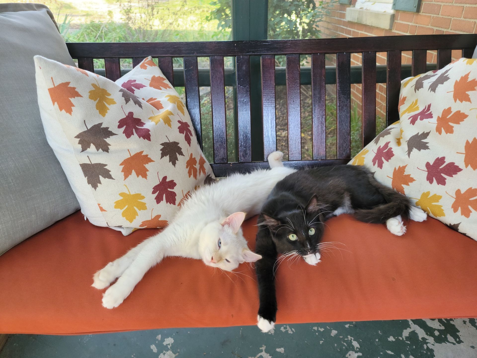 Two cats lounging on a bench with fall leaf pillows. One is white, the other is black and white.
