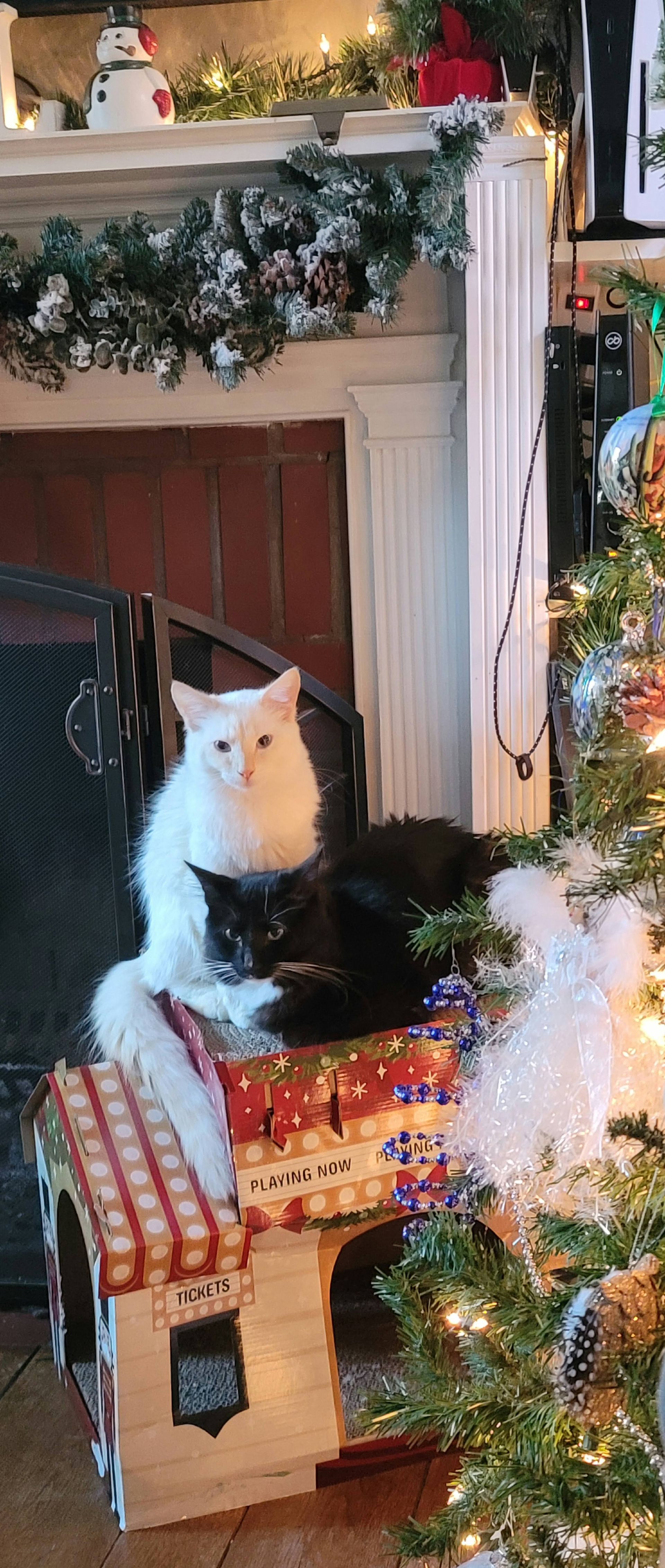 Two cats, one white and one black, sit on a decorated house, with Christmas decor in the background.