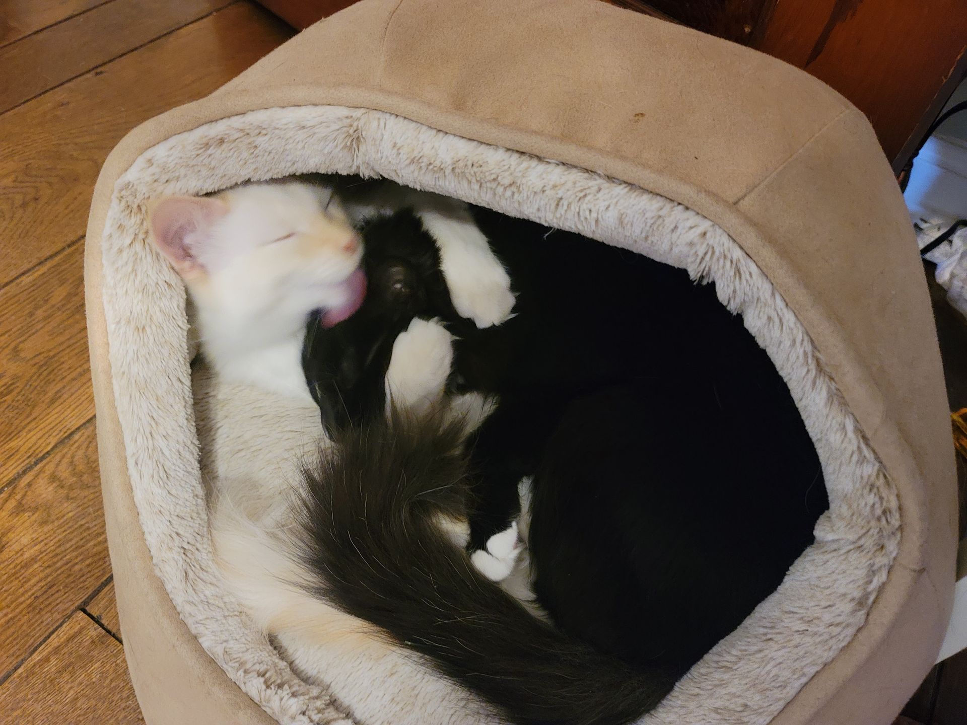 Two cats, one white and one black, curled up asleep in a tan pet bed.