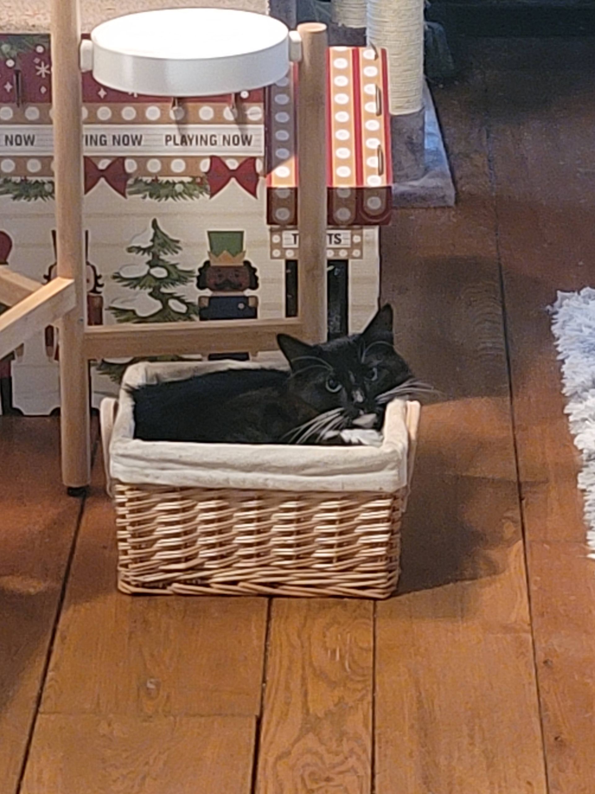 Cat in a basket under a lamp, wooden floor. Black and white cat looking at camera.