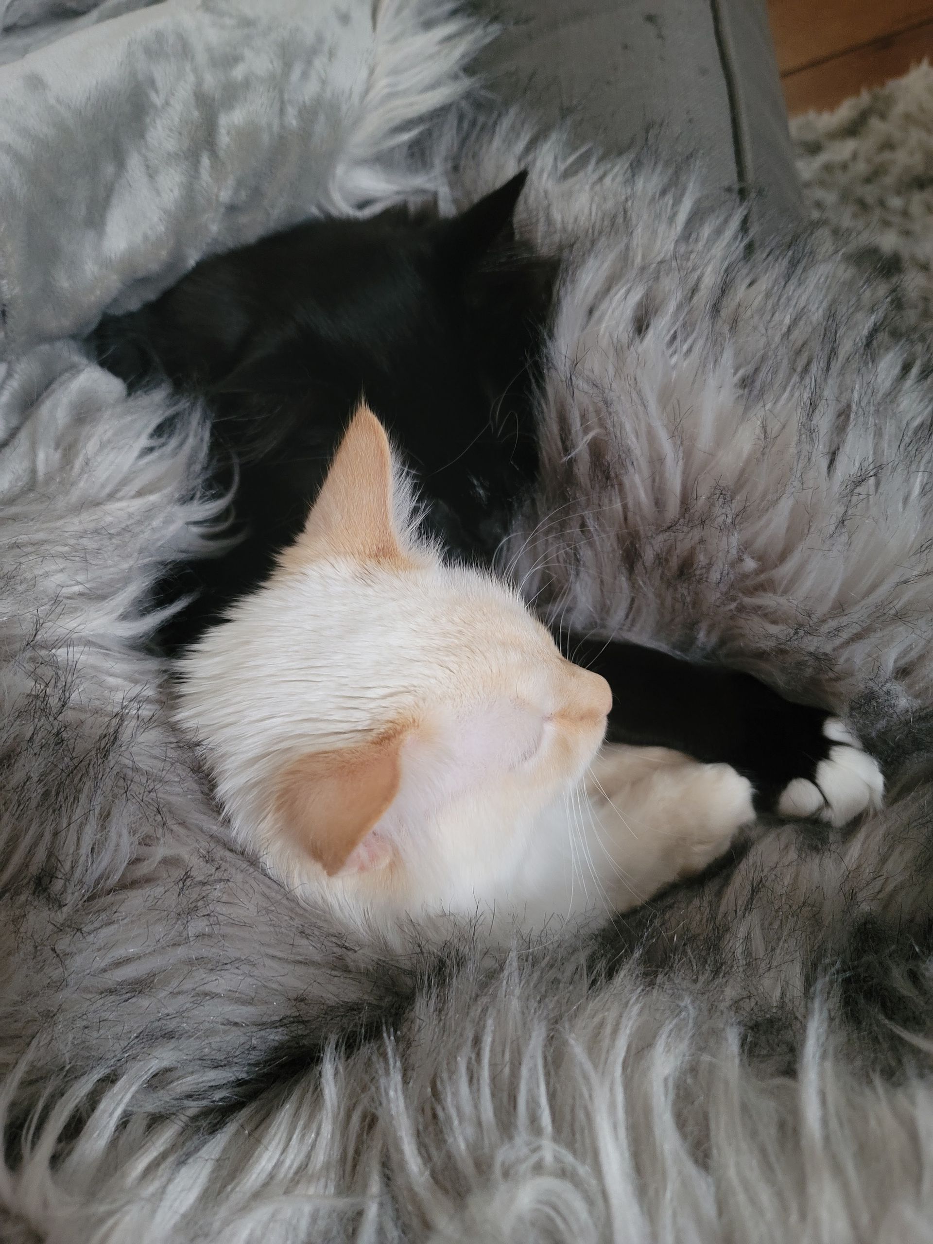 Two cats, one black, one cream-colored, napping together on a fluffy gray blanket.