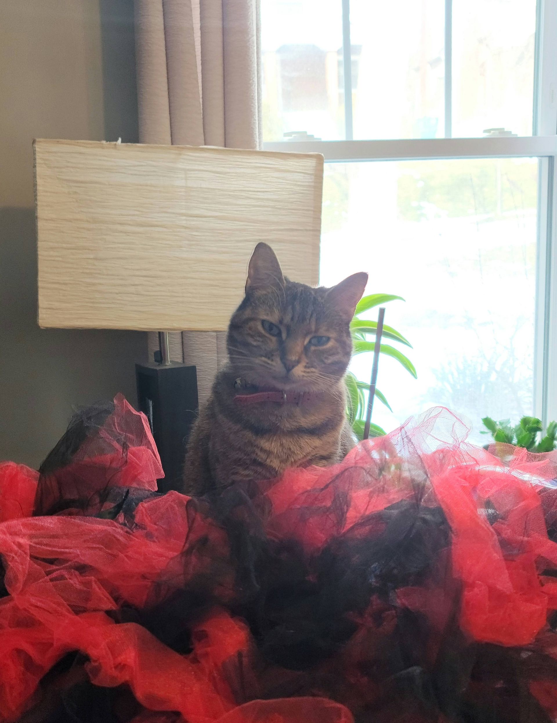 Cat sits amidst red and black fabric, by a window, near a lamp.