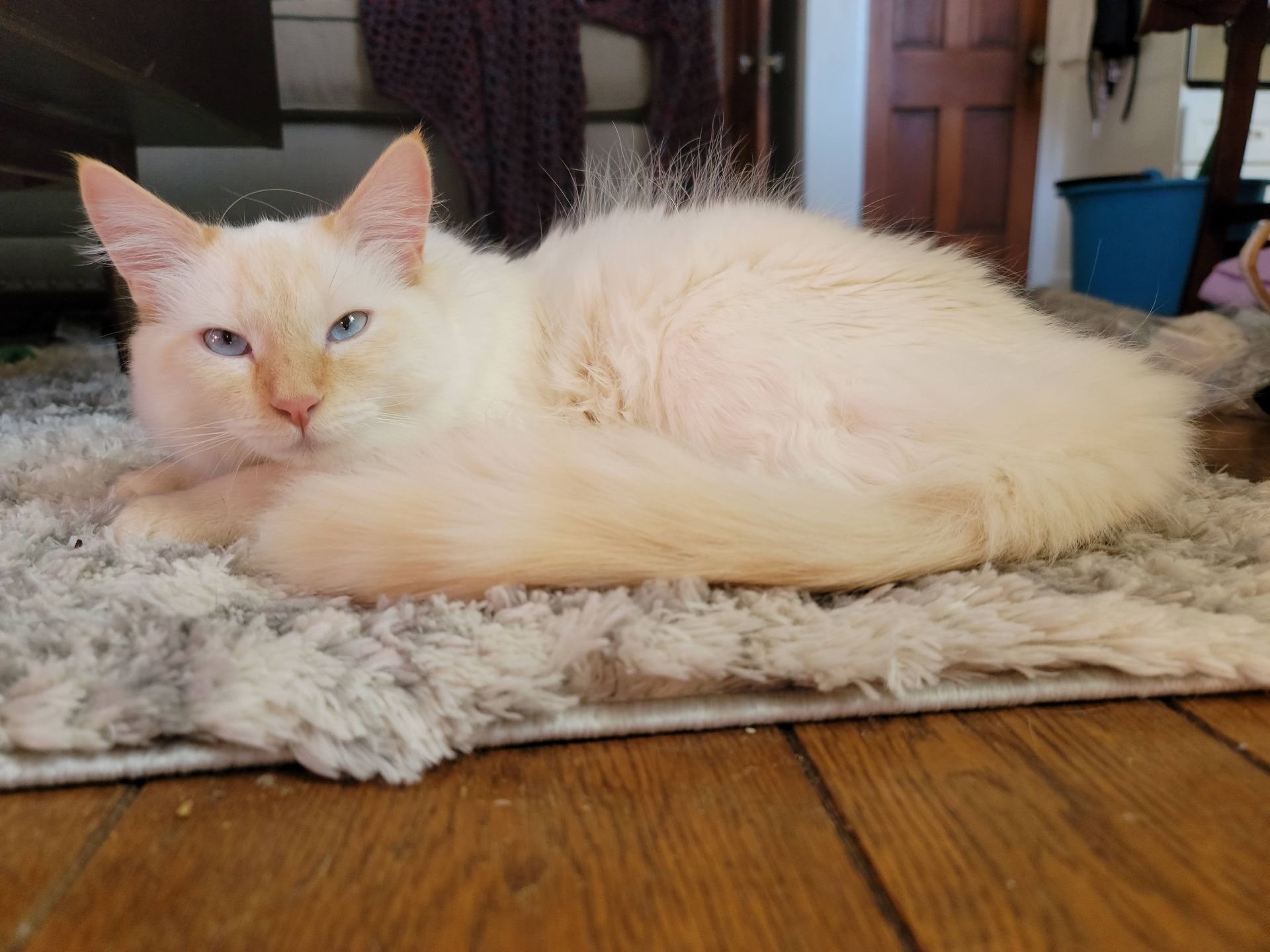 Cream-colored cat with blue eyes lying on a furry rug, wooden floor in the foreground.